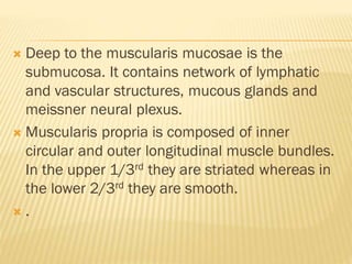  Deep to the muscularis mucosae is the
submucosa. It contains network of lymphatic
and vascular structures, mucous glands and
meissner neural plexus.
 Muscularis propria is composed of inner
circular and outer longitudinal muscle bundles.
In the upper 1/3rd they are striated whereas in
the lower 2/3rd they are smooth.
 .
 