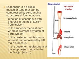  Esophagus is a flexible,
muscular tube that can be
compressed by surrounding
structures at four locations:
1. Junction of esophagus with
pharynx in the neck (15cm
from incisor)
2. In the superior mediastinum
where it is crossed by arch of
aorta (25cm)
3. In the posterior mediastinum,
where it is compressed by left
main bronchus
4. In the posterior mediastinum at
the esophageal hiatus in the
diaphragm.(40cm)
 