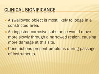 CLINICAL SIGNIFICANCE
 A swallowed object is most likely to lodge in a
constricted area.
 An ingested corrosive substance would move
more slowly through a narrowed region, causing
more damage at this site.
 Constrictions present problems during passage
of instruments.
 
