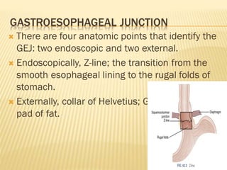 GASTROESOPHAGEAL JUNCTION
 There are four anatomic points that identify the
GEJ: two endoscopic and two external.
 Endoscopically, Z-line; the transition from the
smooth esophageal lining to the rugal folds of
stomach.
 Externally, collar of Helvetius; Gastroesophagel
pad of fat.
 