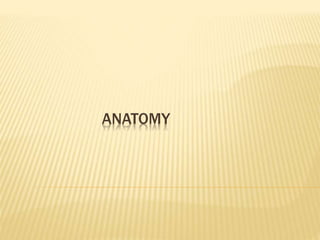 ANATOMY
 