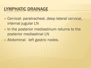 LYMPHATIC DRAINAGE
 Cervical- paratracheal, deep lateral cervical,
internal jugular LN
 In the posterior mediastinum returns to the
posterior mediastinal LN
 Abdominal- left gastric nodes.
 