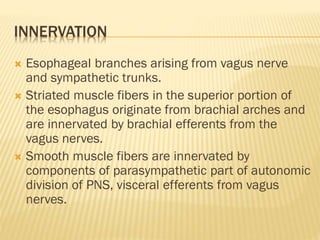 INNERVATION
 Esophageal branches arising from vagus nerve
and sympathetic trunks.
 Striated muscle fibers in the superior portion of
the esophagus originate from brachial arches and
are innervated by brachial efferents from the
vagus nerves.
 Smooth muscle fibers are innervated by
components of parasympathetic part of autonomic
division of PNS, visceral efferents from vagus
nerves.
 