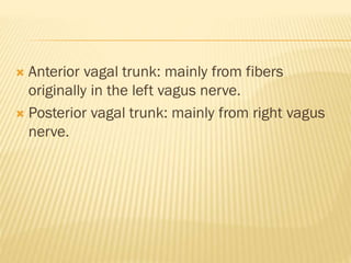  Anterior vagal trunk: mainly from fibers
originally in the left vagus nerve.
 Posterior vagal trunk: mainly from right vagus
nerve.
 