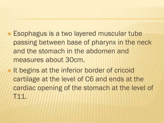  Esophagus is a two layered muscular tube
passing between base of pharynx in the neck
and the stomach in the abdomen and
measures about 30cm.
 It begins at the inferior border of cricoid
cartilage at the level of C6 and ends at the
cardiac opening of the stomach at the level of
T11.
 