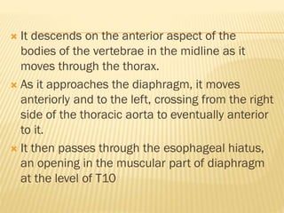  It descends on the anterior aspect of the
bodies of the vertebrae in the midline as it
moves through the thorax.
 As it approaches the diaphragm, it moves
anteriorly and to the left, crossing from the right
side of the thoracic aorta to eventually anterior
to it.
 It then passes through the esophageal hiatus,
an opening in the muscular part of diaphragm
at the level of T10
 