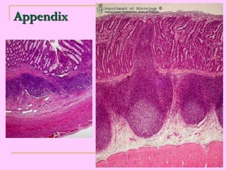HIStology ..Esophagus intestine stom engl | PPT