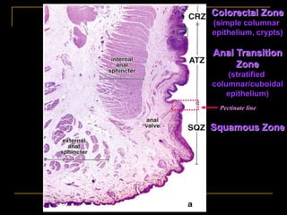 HIStology ..Esophagus intestine stom engl | PPT