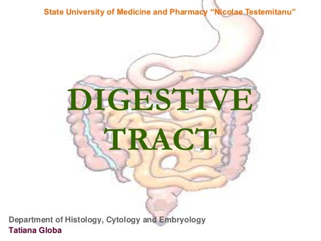 histology esophagus intestine stom