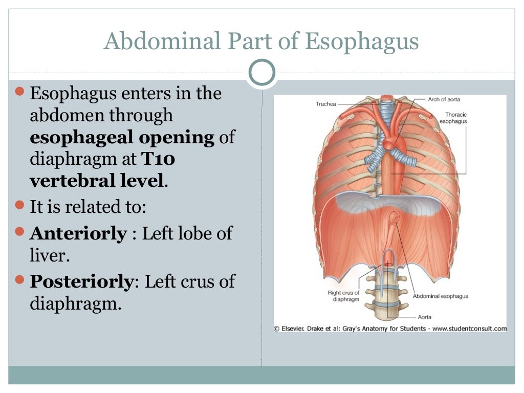 Esophagus stomach-dr.gosai