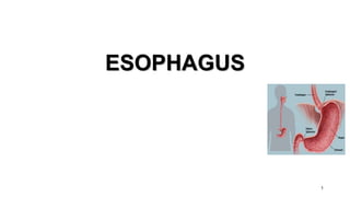 ESOPHAGUS
1
 