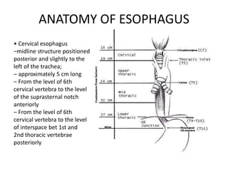 Esophagus & Diaphragmatic Hernia | PPTX