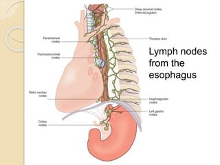 Lymph nodes 
from the 
esophagus 
 