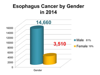 Esophagus Cancer by Gender 
in 2014 
16000 
14000 
12000 
10000 
8000 
6000 
4000 
2000 
0 
Gender 
Male 
Female 
14,660 
3,510 
81% 
19% 
 