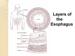 Layers of 
the 
Esophagus 
 