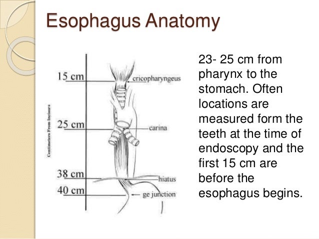 Esophagus Cancer esophagus-cancer