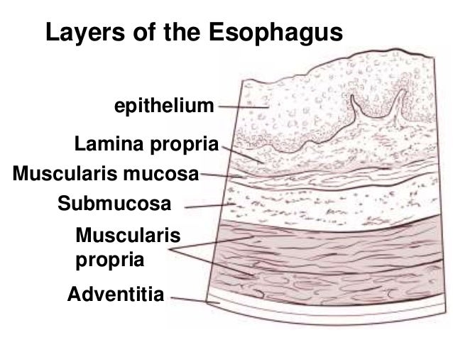 esophagus cancer 58 638