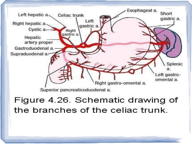 Esophagus gastric tumors