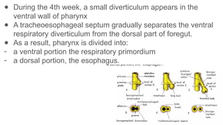 Anatomy and physiology of asophagus modified.pptx