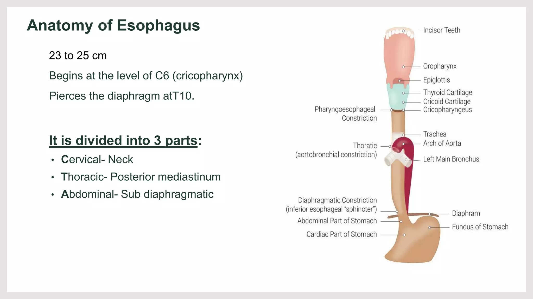 Esophagus ppt [Autosaved] [Autosaved].ppt