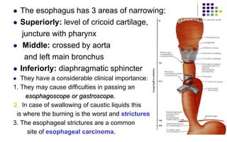  The esophagus has 3 areas of narrowing:
 Superiorly: level of cricoid cartilage,
juncture with pharynx
 Middle: crosse...