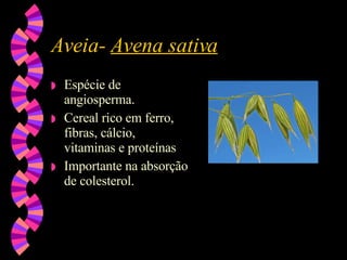 Aveia-  Avena sativa Espécie de angiosperma. Cereal rico em ferro, fibras, cálcio, vitaminas e proteínas Importante na absorção de colesterol. 