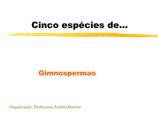 Cinco espécies de... Gimnospermas Organização: Professora Andréa Barreto