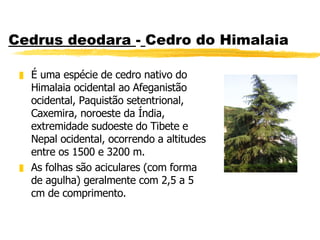 Cedrus deodara - Cedro do Himalaia É uma espécie de cedro nativo do Himalaia ocidental ao Afeganistão ocidental, Paquistão setentrional, Caxemira, noroeste da Índia, extremidade sudoeste do Tibete e Nepal ocidental, ocorrendo a altitudes entre os 1500 e 3200 m. As folhas são aciculares (com forma de agulha) geralmente com 2,5 a 5 cm de comprimento.