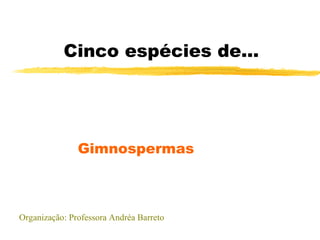 Cinco espécies de... Gimnospermas Organização: Professora Andréa Barreto 