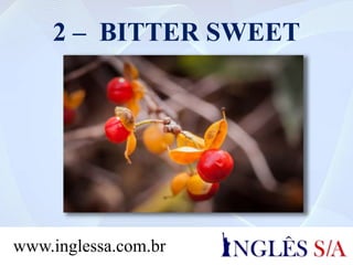 2 – BITTER SWEET
www.inglessa.com.br
 