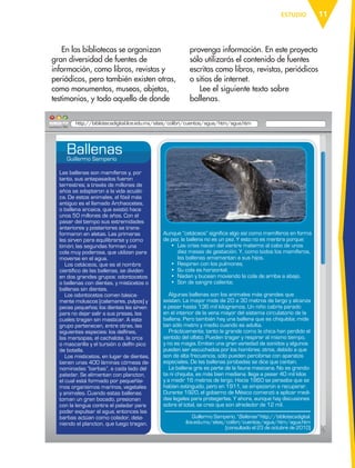 11ESTUDIO
En las bibliotecas se organizan
gran diversidad de fuentes de
información, como libros, revistas y
periódicos, pero también existen otras,
como monumentos, museos, objetos,
testimonios, y todo aquello de donde
provenga información. En este proyecto
sólo utilizarás el contenido de fuentes
escritas como libros, revistas, periódicos
o sitios de internet.
Lee el siguiente texto sobre
ballenas.
Las ballenas son mamíferos y, por
tanto, sus antepasados fueron
terrestres; a través de millones de
años se adaptaron a la vida acuáti-
ca. De estos animales, el fósil más
antiguo es el llamado Archaocetes,
o ballena arcaica, que existió hace
unos 50 millones de años. Con el
pasar del tiempo sus extremidades
anteriores y posteriores se trans-
formaron en aletas. Las primeras
les sirven para equilibrarse y como
timón; las segundas forman una
cola muy poderosa, que utilizan para
moverse en el agua.
Los cetáceos, que es el nombre
científico de las ballenas, se dividen
en dos grandes grupos: odontocetos
o ballenas con dientes, y misticetos o
ballenas sin dientes.
Los odontocetos comen básica-
mente moluscos (calamares, pulpos) y
peces pequeños; los dientes les sirven
para no dejar salir a sus presas, las
cuales tragan sin masticar. A este
grupo pertenecen, entre otras, las
siguientes especies: los delfines,
las marsopas, el cachalote, la orca
o mascarilla y el tursión o delfín pico
de botella.
Los misticetos, en lugar de dientes,
tienen unas 400 láminas córneas de-
nominadas “barbas”, a cada lado del
paladar. Se alimentan con plancton,
el cual está formado por pequeñísi-
mos organismos marinos, vegetales
y animales. Cuando estas ballenas
toman un gran bocado, presionan
con la lengua contra el paladar para
poder expulsar el agua; entonces las
barbas actúan como colador, dete-
niendo el plancton, que luego tragan.
http://bibliotecadigital.ilce.edu.mx/sites/colibri/cuentos/agua/htm/agua.htm
Guillermo Samperio, "Ballenas" http://bibliotecadigital.
ilce.edu.mx/sites/colibri/cuentos/agua/htm/agua.htm
[consultado el 23 de octubre de 2010]
BallenasGuillermo Samperio
Aunque “cetáceos” significa algo así como mamíferos en forma
de pez, la ballena no es un pez. Y esto no es mentira porque:
• Las crías nacen del vientre materno al cabo de unos
diez meses de gestación. Y, como todos los mamíferos,
las ballenas amamantan a sus hijos.
• Respiran con los pulmones.
• Su cola es horizontal.
• Nadan y bucean moviendo la cola de arriba a abajo.
• Son de sangre caliente.
Algunas ballenas son los animales más grandes que
existen. La mayor mide de 20 a 30 metros de largo y alcanza
a pesar hasta 136 mil kilogramos. Un niño cabría parado
en el interior de la vena mayor del sistema circulatorio de la
ballena. Pero también hay una ballena que es chiquitita; mide
tan sólo metro y medio cuando es adulta.
Prácticamente, tanto la grande como la chica han perdido el
sentido del olfato. Pueden tragar y respirar al mismo tiempo,
y no es magia. Emiten una gran variedad de sonidos y algunos
pueden ser escuchados por los hombres; otros, debido a que
son de alta frecuencia, sólo pueden percibirse con aparatos
especiales. De las ballenas jorobadas se dice que cantan.
La ballena gris es parte de la fauna mexicana. No es grando-
ta ni chiquita, es más bien mediana: llega a pesar 40 mil kilos
y a medir 16 metros de largo. Hacia 1860 se pensaba que se
habían extinguido, pero en 1911, se empezaron a recuperar.
Durante 1920, el gobierno de México comenzó a aplicar medi-
das legales para protegerlas. Y ahora, aunque hay discusiones
sobre el total, se cree que son alrededor de 12 mil.
AB-ESP-4-P-001-160.indd 11 25/11/11 13:50
 