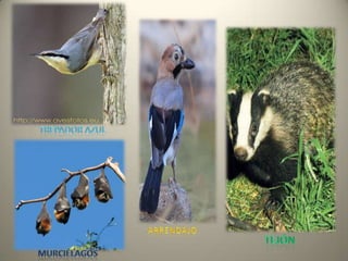 POBLACIÓN         La Comunidad Valenciana es, con 5.094.675 habitantes , la cuarta comunidad autónoma de España por población, y representa el 11% de la población nacional.         Tradicionalmente, La población valenciana se concentraba en localidades y zonas de cultivo a la ribera de los ríos más importantes (Júcar, Turia, Segura, Vinalopó), así como en poblaciones costeras importantes con puertos, según las actividades agrícolas o comerciales. Las poblaciones más importantes solían ser, más antiguamente, Sagunto o Denia, durante gran parte de su historia,Valencia, Alicante, Játiva, Orihuela, Villena, Elche, Gandía, o Villarreal y, más recientemente,Alcira y Castellón de la Plana.         De esta distribución tradicional, originada por las características orográficas del territorio valenciano y la posibilidad de la agricultura de regadío, se deriva que, aún actualmente, la densidad de población es mayor en las comarcas centrales y del sur, y menor en las comarcas del norte y del interior. También afectó a la demografía (y es quizás la excepción a la mencionada distribución) la gran actividad industrial o de productos derivados de la agricultura, durante el siglo XX en ciudades no costeras como Alcoy, Onteniente, Elda, Petrel, Villena, y Vall de Uxó.         En los últimos años, se ha acentuado la concentración de las grandes capitales y sus localidades de las áreas metropolitanas (destacándose Torrente, Mislata, Paterna, Burjasot, San Vicente del Raspeig, etc.). En la provincia de Valencia destaca el área urbana que forma Alcira con sus localidades vecinas de Algemesí y Carcagente, debido a la unión de sus ensanches urbanos, que alcanza los 100.000 habitantes, y constituye el segundo núcleo de población de la provincia. La concentración demográfica también se ha dado, muy especialmente, en pueblos y ciudades costeras. Así, poblaciones tradicionalmente pequeñas (como por ejemplo Benidorm oTorrevieja) han sufrido un incremento poblacional muy considerable (aún más remarcable durante las épocas cálidas del año) debido fundamentalmente a las migraciones estacionales generadas por el turismo.         Podríamos decir, por tanto, que la demografía valenciana es hoy en día clara y mayoritariamente urbana, con gran influencia de migraciones a causa del turismo y migraciones estacionales de segunda residencia, y con una evidente tendencia de desplazamiento hacia las poblaciones costeras.