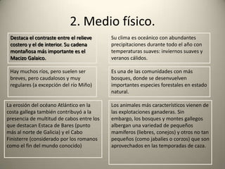 2. Medio físico.Destaca el contraste entre el relieve costero y el de interior.Su cadena montañosa más importante es el Macizo Galaico.Su clima es oceánico con abundantes precipitaciones durante todo el año con temperaturas suaves: inviernos suaves y veranos cálidos.Hay muchos ríos, pero suelen ser breves, pero caudalosos y muy regulares (a excepción del río Miño)Es una de las comunidades con más bosques, donde se desenvuelven importantes especies forestales en estado natural.La erosión del océano Atlántico en la costa gallega también contribuyó a la presencia de multitud de cabos entre los que destacan Estaca de Bares (punto más al norte de Galicia) y el Cabo Finisterre (considerado por los romanos como el fin del mundo conocido)Los animales más característicos vienen de las explotaciones ganaderas. Sin embargo, los bosques y montes gallegos albergan una variedad de pequeños mamíferos (liebres, conejos) y otros no tan pequeños (como jabalíes o corzos) que son aprovechados en las temporadas de caza.