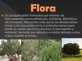  Os bosques están formados por árbores de
folla perenne, como piñeirosos, aciñeiras, érbedos e
alcornoques. Nas partes máis secas as árboles teñen
duras cutículas protectoras e potentes raíces para
resistir os veráns secos e calurosos. É abundante o
matorral, formado por arbustos e matas leñosas como
a jara, tomiño e romeu.
 