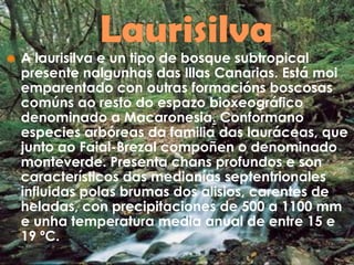  A laurisilva e un tipo de bosque subtropical
presente nalgunhas das Illas Canarias. Está moi
emparentado con outras formacións boscosas
comúns ao resto do espazo bioxeográfico
denominado a Macaronesia. Conformano
especies arbóreas da familia das lauráceas, que
junto ao Faial-Brezal compoñen o denominado
monteverde. Presenta chans profundos e son
característicos das medianías septentrionales
influidas polas brumas dos alisios, carentes de
heladas, con precipitaciones de 500 a 1100 mm
e unha temperatura media anual de entre 15 e
19 ºC.
 