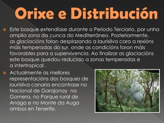  Este bosque extendíase durante o Período Terciario, por unha
amplia zona da cunca do Mediterráneo. Posteriormente,
as glaciacións foron desplazando a laurisilva cara a rexións
máis temperadas do sur, onde as condicións foron máis
favorables para a supervivencia. Ao finalizar as glaciacións
este bosque quedou reducido a zonas temperadas e
a intertropical .
 Actualmente as mellores
representacións dos bosques de
laurisilva canaria encontrase no Parque
Nacional de Garajonay na
Gomera, no Parque rural de
Anaga e no Monte da Auga
ambos en Tenerife.
 