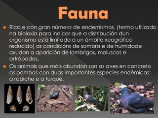  Rica e con gran número de endemismos, (termo utilizado
na bioloxía para indicar que a distribución dun
organismo está limitada a un ámbito xeográfico
reducido) as condicións de sombra e de humidade
axudan a aparición de lombrigas, moluscos e
artrópodos.
 Os animais que máis abundan son as aves en concreto
as pombas con duas importantes especies endémicas:
a rabiche e a turqué.
 