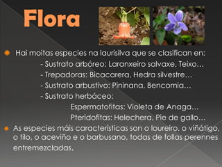  Hai moitas especies na laurisilva que se clasifican en:
- Sustrato arbóreo: Laranxeiro salvaxe, Teixo…
- Trepadoras: Bicacarera, Hedra silvestre…
- Sustrato arbustivo: Pininana, Bencomia…
- Sustrato herbáceo:
Espermatofitas: Violeta de Anaga…
Pteridofitas: Helechera, Pie de gallo…
 As especies máis características son o loureiro, o viñátigo,
o tilo, o aceviño e o barbusano, todas de follas perennes
entremezcladas.
 