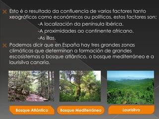  Esto é o resultado da confluencia de varios factores tanto
xeográficos como económicos ou políticos, estos factores son:
-A localización da península ibérica.
-A proximidades ao continente africano.
-As illas.
 Podemos dicir que en España hay tres grandes zonas
climáticas que determinan a formación de grandes
escosistemas o bosque atlántico, o bosque mediterráneo e a
laurisilva canaria.
Bosque Atlántico Bosque Mediterráneo Laurisilva
 