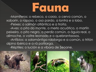 -Mamíferos: o rebeco, o corzo, o cervo común, o
xabarín, o raposo, o oso pardo, a lontra e o lobo.
-Peixes: o salmón atlántico e a troita.
-Aves: a pita do monte, o merlo acuático, o martín
peixeiro, o pito negro﻿, a perdiz común, a águia real, o
alimoche, o voitre leonado e o quebrantaosos.
-Anfibios: a salamántiga rabilarga e a común, o tritón
alpino ibérico e a rá patilarga.
-Réptiles: o lución e a víbora de Seoane.
 