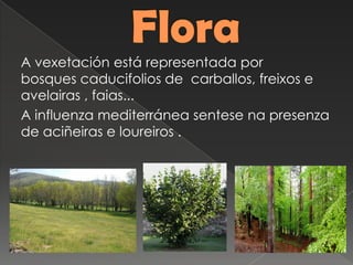 A vexetación está representada por
bosques caducifolios de carballos, freixos e
avelairas , faias...
A influenza mediterránea sentese na presenza
de aciñeiras e loureiros .
 