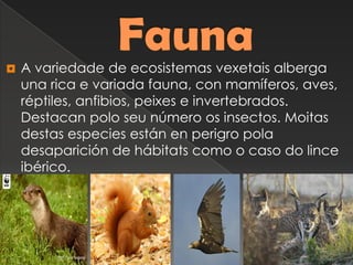  A variedade de ecosistemas vexetais alberga
una rica e variada fauna, con mamíferos, aves,
réptiles, anfibios, peixes e invertebrados.
Destacan polo seu número os insectos. Moitas
destas especies están en perigro pola
desaparición de hábitats como o caso do lince
ibérico.
 