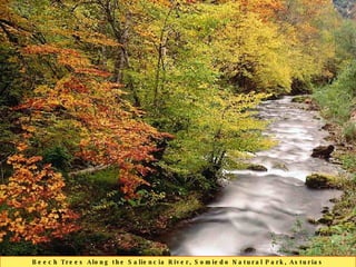 Beech Trees Along the Saliencia River, Somiedo Natural Park, Asturias 