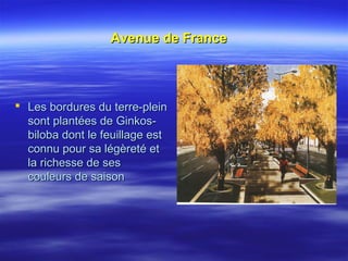 Avenue de FranceAvenue de France
 Les bordures du terre-pleinLes bordures du terre-plein
sont plantées de Ginkos-sont plantées de Ginkos-
biloba dont le feuillage estbiloba dont le feuillage est
connu pour sa légèreté etconnu pour sa légèreté et
la richesse de sesla richesse de ses
couleurs de saisoncouleurs de saison
 
