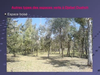 Autres types des espaces verts à Djebel Ouahch
Espace boiséEspace boisé
 