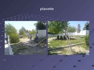 placetteplacette
 
