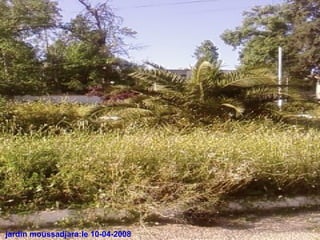 jardin moussadjara:le 10-04-2008
 