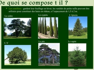 De quoi se compose t il ?
 Les conifères : gardent leur feuillage en hiver, les variétés de petite taille peuvent être
utilisées pour constituer des haies en rideau, a l’espacement de 1,5 à 2 m.
Le cèdre Le cyprès L’épicéa
L’if
Le pin Le sapin
 