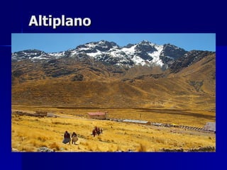 Altiplano 