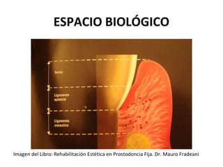 ESPACIO BIOLÓGICO
Imagen del Libro: Rehabilitación Estética en Prostodoncia Fija. Dr. Mauro Fradeani
 